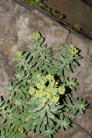 岩大戟-Euphorbiaceae大戟科-大戟屬-Euphorbia jolkini--20090322臺北東北角-澳底-雙子葉-IMG_1891