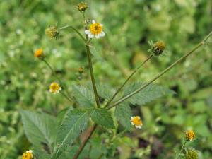 小白花鬼針