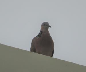 珠頸斑鳩