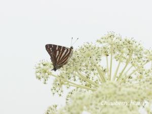 台灣小灰蛺蝶