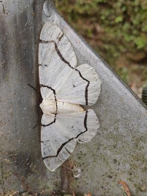 淡黃突峰尺蛾