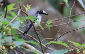 灰山椒鳥