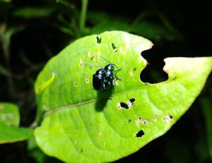 緬甸藍葉蚤