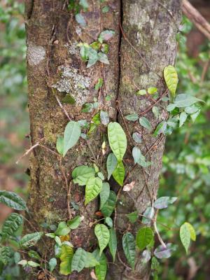 阿里山珍珠蓮