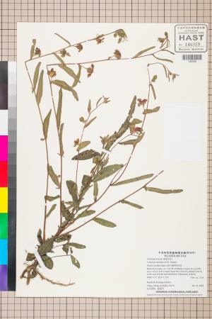 Ludwigia maritima R.M. Harper_標本_BRCM 3557