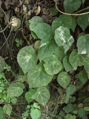 彎果秋海棠 (Begonia curvicarpa S.M.Ku, C.I Peng & Yan Liu)