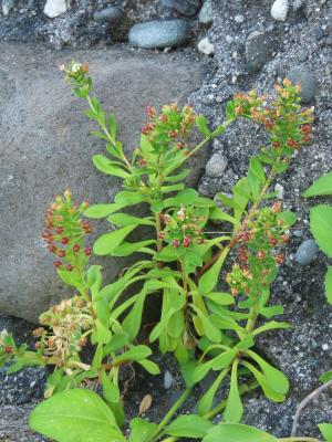 茅毛珍珠菜