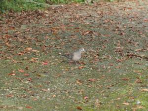 金背鳩