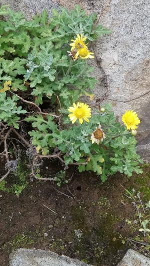 油菊 野菊