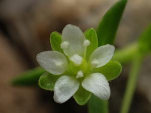 瓜槌草