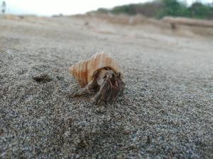 皺紋陸寄居蟹