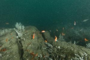人工魚礁—林邊鋼鐵礁