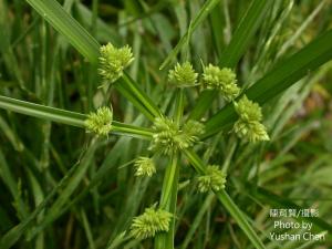 畫眉莎草 頭穗莎草 密穗莎草