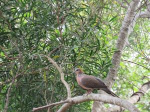 珠頸斑鳩