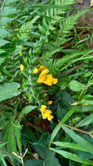 黃花鼠尾草