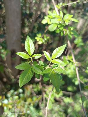 黃荊