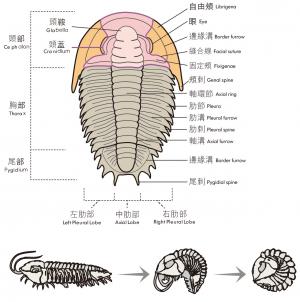 三葉蟲構造與移動方式