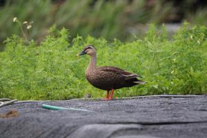 花嘴鴨