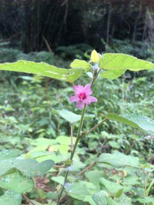 地桃花 (肖梵天花)