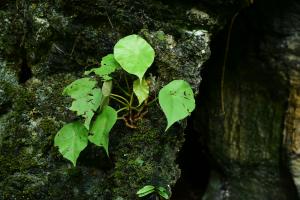  昌感秋海棠 (Begonia cavaleriei H.Lév.)