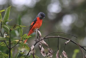 灰喉山椒鳥