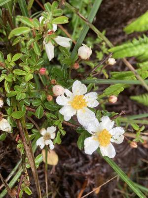 高山薔薇