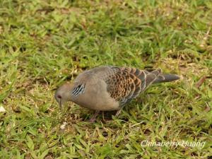 金背鳩(台灣亞種)