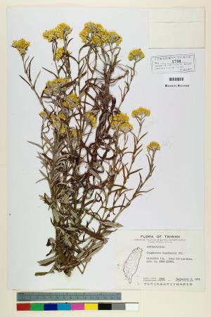 Gnaphalium hypoleucum DC._標本_BRCM 5549