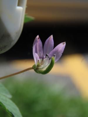 皺子白花菜