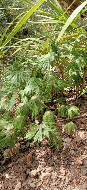 高山破傘菊