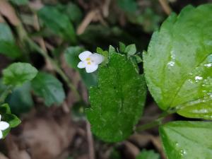 阿里山通泉草