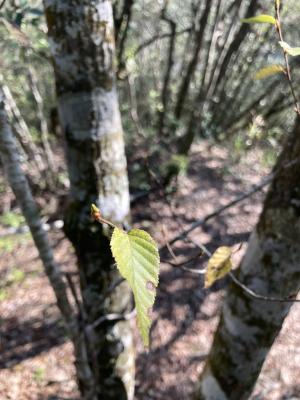 阿里山千金榆