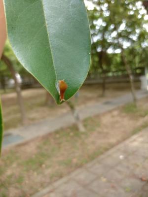 青斑鳳蝶