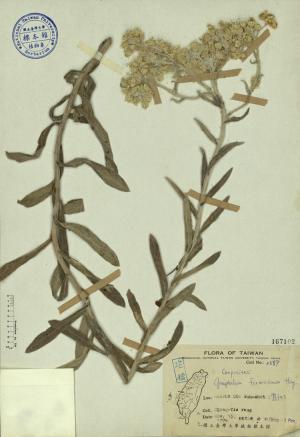 Gnaphalium formosanum Hay._標本_BRCM 3856