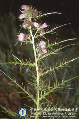 Cirsium kawakamii Hayata_BRCM 6163