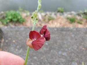 大翼豆 (長序菜豆)