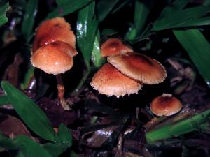 Lepiota castanea(栗色環柄菇)