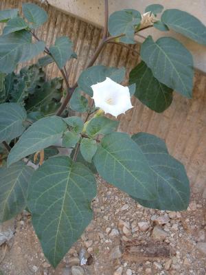 Datura inoxia