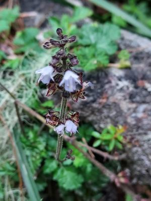 阿里山紫花鼠尾草