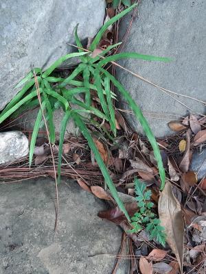 井欄邊草 (鳳尾蕨)