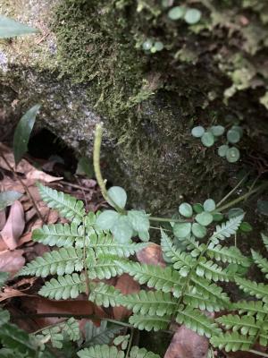 小椒草