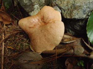 Suillus bovinus(乳牛肝菌)