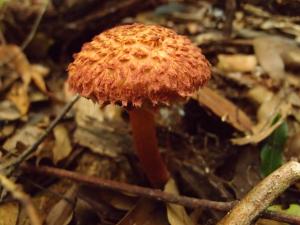 Boletellus emodensis(酒色條孢牛肝菌)