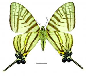 Graphium eurous asakurae (Matsumura, 1908) 劍鳳蝶