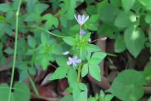 皺子白花菜