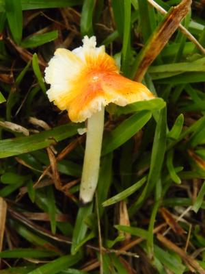 Hygrocybe cuspidata(突頂橙紅濕傘)