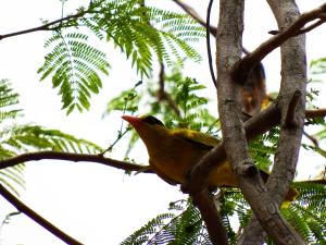 Oriolus chinensis diffusus