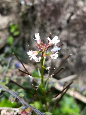 水花菜