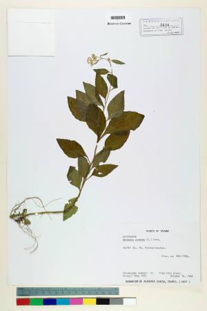 Vernonia cinerea (L.) Less._標本_BRCM 5101