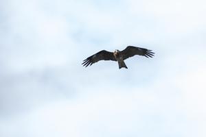 黑鳶（臺灣亞種）